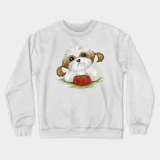 Shih Tzu eating Crewneck Sweatshirt